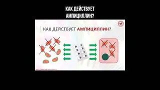 Как действует ампициллин? #антибиотики #ампициллин #фармакология #лекарства