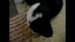 super cute gineu pig