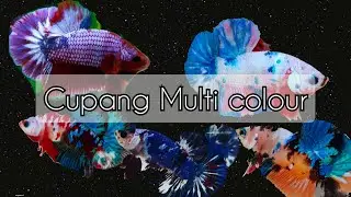 Cupang multi colour|macam jenis warna cupang Multi colour