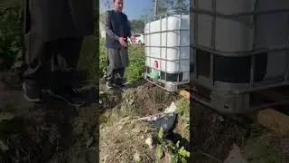 #Waste Decomposer Application to Garlic# Pakistan# Garlic Growers Swabi#