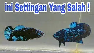 Cara Setting Indukan Cupang Yang Bagus Dan Benar