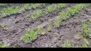 HELP!!! I HATE DEWEEDING!!!!! FLOWER FARM OVERGROWN WITH WEEDS!!