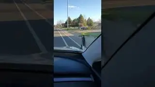 Cat on a Scooter Wins the Race! 🐱🏍️