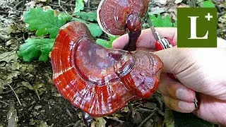 Hrastova Sjajnica - Ganoderma lucidum