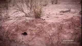 Andarilho (Geositta poeciloptera)