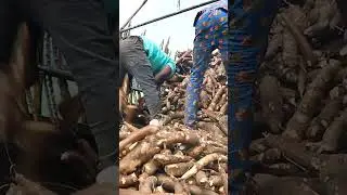 Listen to how cassava plants are harvested from start to finish. #asmr #cassava #harvesting