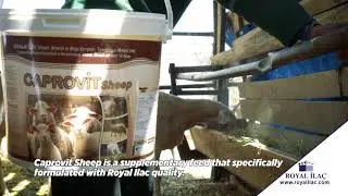 CAPROVIT SHEEP: Integrated feed supplement for sheeps and lambs to boost their heath and yields