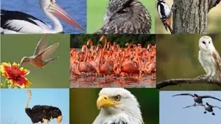 15 Amazing Facts About Birds