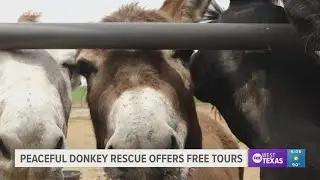 Peaceful Donkey Rescue offers visitors a free, unique experience to learn about its animals
