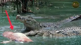 5 SCARY Crocodile Encounters You Shouldn`t Click On   l   Animal Fight