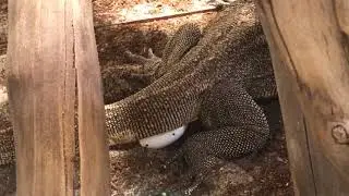 Varanus Nuchalis laying eggs