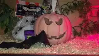 Halloween Themed Snake Vivarium!