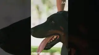 Dobermann