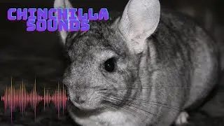What sounds does a Chinchilla make?|Chinchilla sounds|Chinchilla noise|Chinchilla sounds effect|