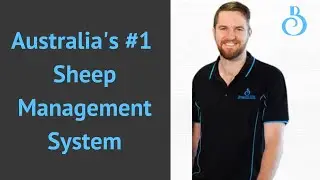 Australia's #1 Sheep Management Software: BreedELITE Sheep System