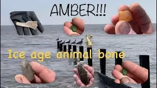 Beachcombing uk. Amber Ice age animal bone and more,