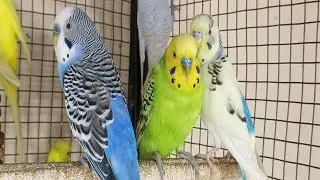 12 Hours of Happy Parakeet Sounds 🐦🎶 | Comforting Chirps for Your Sad & Lonely Budgies