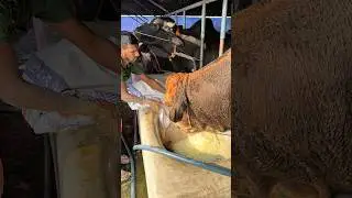 Winter care means mixing dry feed with water for healthy bulls 💦🐂