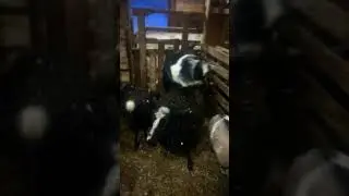 Acrobat goat