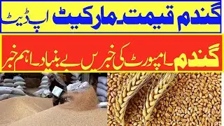 Gamdam - گندم پالیسی 2026-Gandam News - گندم پیداوار / گندم قیمت 2026-  Wheat Rate Today - #wheat