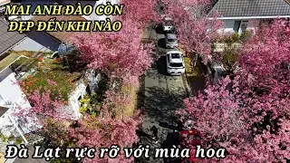 Mai Anh Đào còn đẹp đến tết không? Ngỡ ngàng Đà Lạt rực rỡ mùa hoa