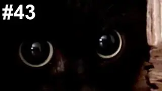 A terrible prophecy from a black cat