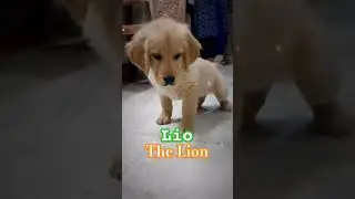 Lio the lion 🐕🔥🔥❤️