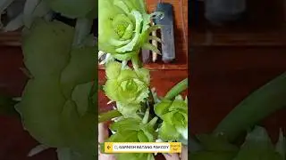 Cara membuat garnish batang pakcoy untuk hiasan tumpeng