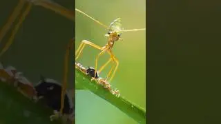 Green Tree Ants & Friends