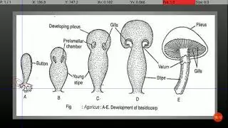 Agaricus: Development of Basidiocarp.