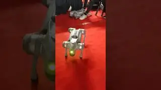 Doggy Robo 🤖🐕&zwj;🦺 | Roboverse | Robotic Expo #shorts #robot #dog