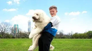 I Rented a Dog for 24 Hours