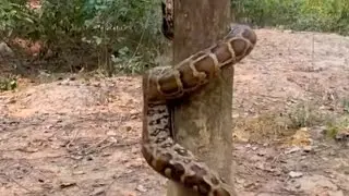 🔴Big snake climbing on a tree 👀😱 #live #snake #tree