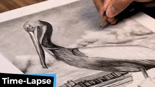 Pelican Bird Drawing Timelapse| ATLArtStudio