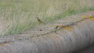 Goldcliff Birding 65   4K