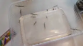 Jak hodować patyczaki? /How to breed stick insects?