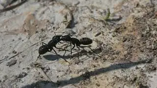 Japanese carpenter ant Camponotus japonicus territorial dispute
