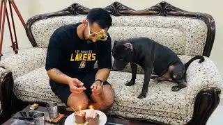 Pitbull Max ka Happy Birthday 🎂!   Pitbull ho gya 5 saal ka ! #pitbulldog #birthday #pitbull #video