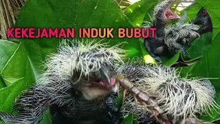 BEGINI JADINYA,,KALAU INDUK BUBUT MARAH,,,,!!!