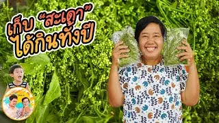 วิธีเก็บสะเดาไว้กินทั้งปี วันนี้ขอพาออกนอกบ้านไปสอยสะเดาด้วยเลยจ้า l ยายสมร CHOK CK