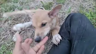 play with puppies and eachother os happy #animals #happypup #puppy #dogs