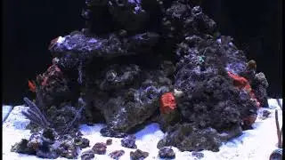 Two month old reef tank tour