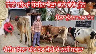 ਸਾਹਿਬ ਸਿੰਘ ਲੈ ਆਇਆ ਸ਼ੌਕੀਨ ਵੈੜਾ ਮੁੱਲ ਜਮਾ ਛੋਟੇ ਛੋਟੇ ਕਰ ਦਿੱਤੇ /cow for sale /cheema dairy farm 