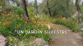 Dise&ntilde;o de un jard&iacute;n silvestre en un cerro
