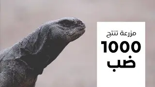 مزرعة في محافظة ضرية بالقصيم تنتج قرابة ١٠٠٠ ضب في السنة بهدف المحافظة عليه من الإنقراض