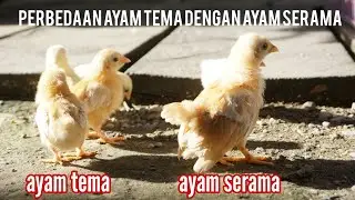 perbedaan ciri fisik ayam tema dengan ayam serama anakan #breeding #ayamhias