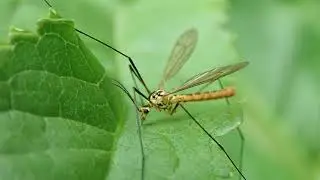 Nephrotoma flavescens feeding from Teasel leaf