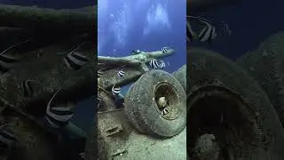 Bannerfishes on Cannon in Underwater Military Museum #wreckdive #aqaba #wreckdiving