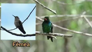 Beija-flor Besourinho uma ave do tamanho de um besouro 