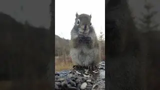 Ascho the pet squirrel eating breakfast #squirrel